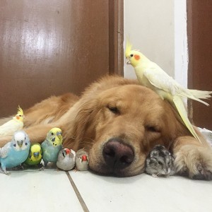 Dog , hamster and eight birds  1