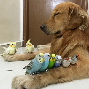 Dog , hamster and eight birds  4