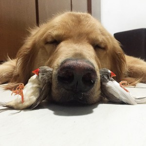 Dog , hamster and eight birds  7