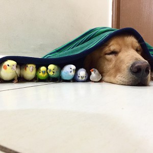 Dog , hamster and eight birds  8