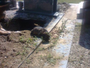 dog grave 3