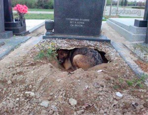 dog in grave 1